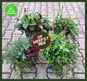 Afbeelding van VP23 Herfstmix